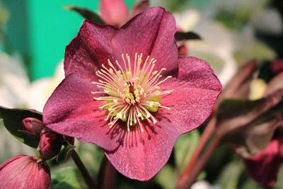 christrose helleborus niger 