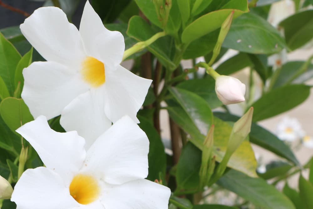 Dipladenia mit gelben Blättern