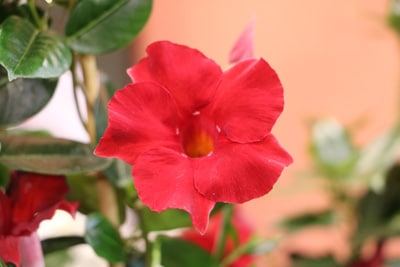 Dipladenia - Mandevilla