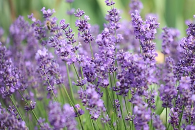 lavandula angustifolia echter lavendel 