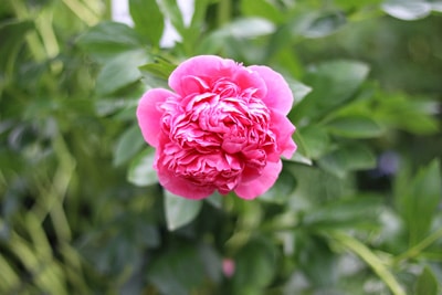 Pfingstrose - Paeonia 