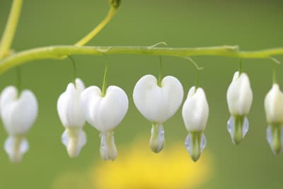 traenendes herz lamprocapnos spectabilis 