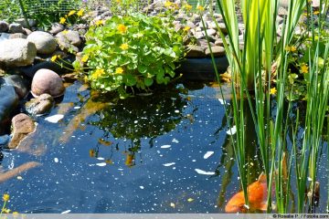 Schaum auf dem Teich was tun, wenn das Teichwasser schäumt? Gartenrat.de