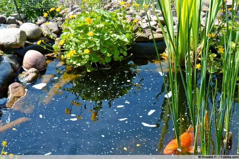 Schaum auf dem Teich was tun, wenn das Teichwasser schäumt? Gartenrat.de