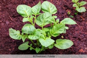 Kartoffeln düngen womit und wann ist der beste Zeitpunkt? Gartenrat.de