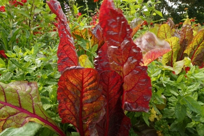 mangoldsorte rhubarb chard