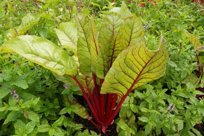 mangold beta vulgaris 