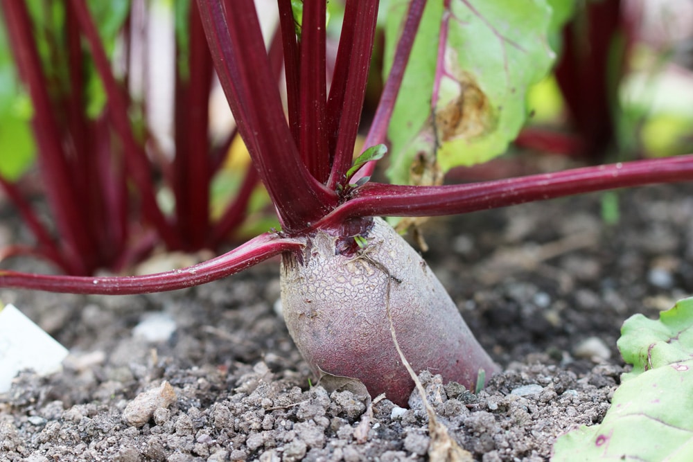 Rote Beete - Rote Rübe