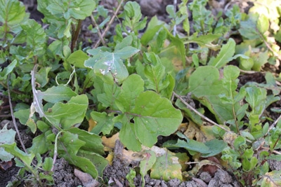 rucola eruca sativa