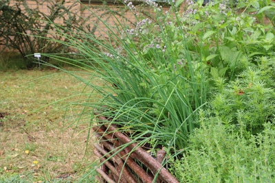 allium schoeneprasum schnittlauch 