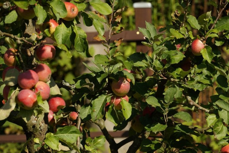 Apfelbaum düngen Hornspäne, Pferdemist & Co 9 wirksame Dünger
