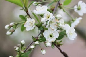 Apfelbaum düngen Hornspäne, Pferdemist & Co 9 wirksame Dünger