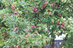 Apfelbaum düngen Hornspäne, Pferdemist & Co 9 wirksame Dünger