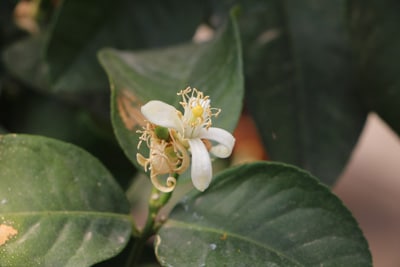 citrus limon zitronenbaum 