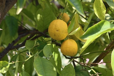 citrus limon zitronenbaum 