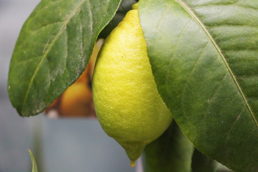 Zitronenbaum mit Frucht