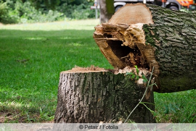 kranker baum gefaellt