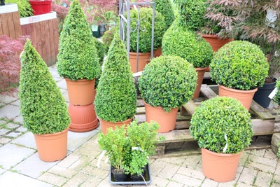 buxus buchsbaum