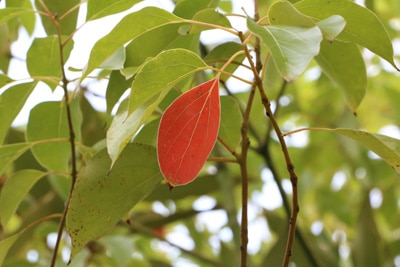 cinnamomum camphora kampferbaum 