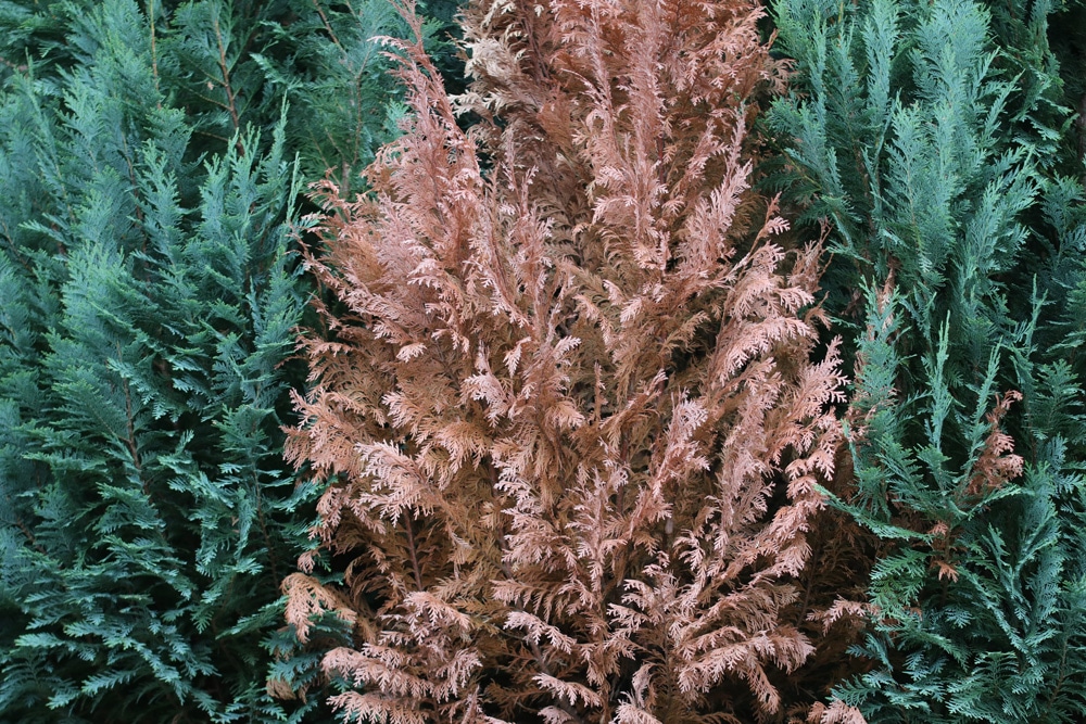 Thuja wird braun