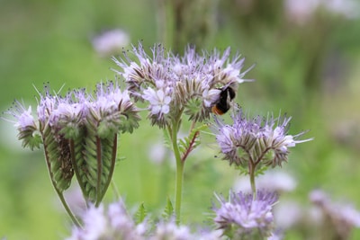 Bienenfreund - Phacelia