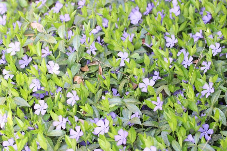 40 Bodendecker für Sonne und Trockenheit Winterharte Arten Gartenrat.de