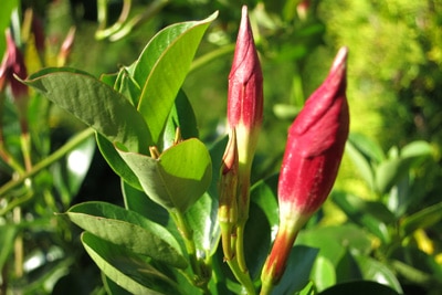 dipladenia mandevilla 