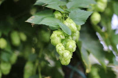 hopfen humulus 