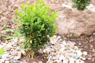 buchsbaum buxus sempervirens 