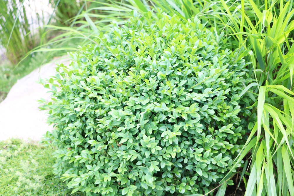 Buchsbaum - Buxus sempervirens