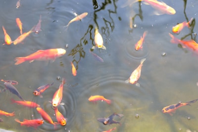 Fische in Gartenteich