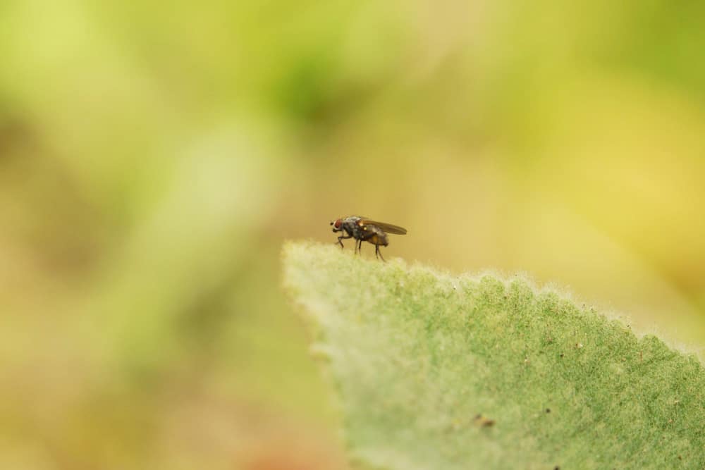 Fliege auf Blatt