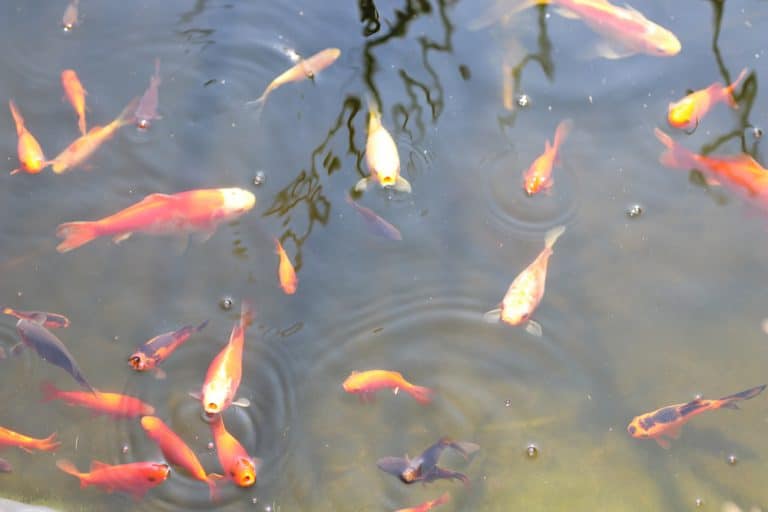 Kleine Teichfische diese 20 Fische sind ideal für kleine Teiche