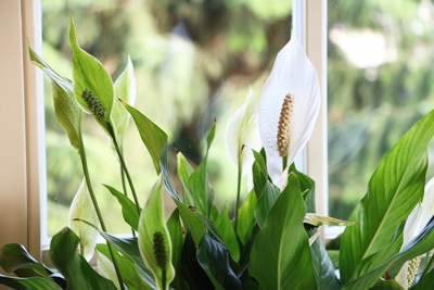 einblatt spathiphyllum badezimmerpflanze