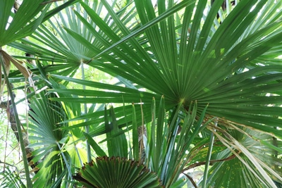 Chinesische Hanfpalme - Trachycarpus fortunei