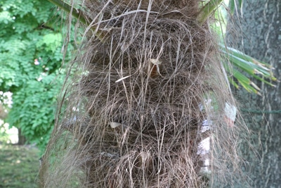 trachycarpus fortunei chinesische hanfpalme 