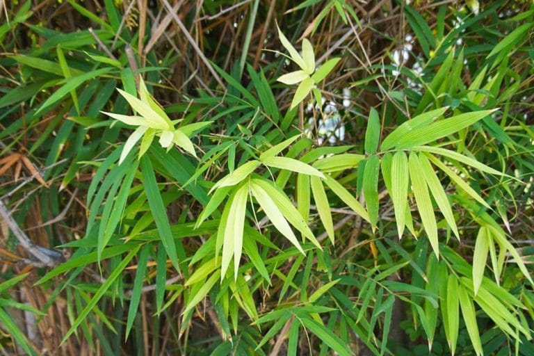 Wie schnell wächst Bambus? Wachstum am Tag in cm Gartenrat.de