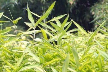 Wie schnell wächst Bambus? Wachstum am Tag in cm Gartenrat.de