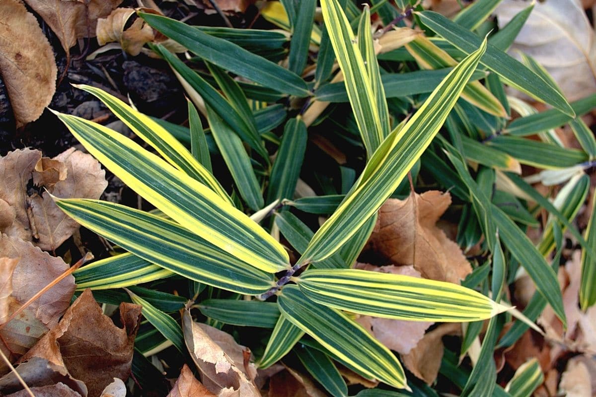 Sasaella masamuneana 'Albostriata'