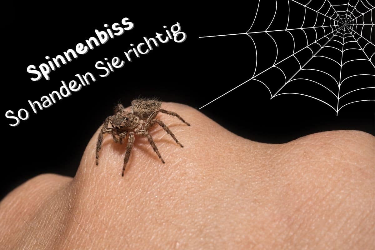 Spinnenbiss - Spinne auf Hand