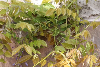 Blauregen ohne Blüte