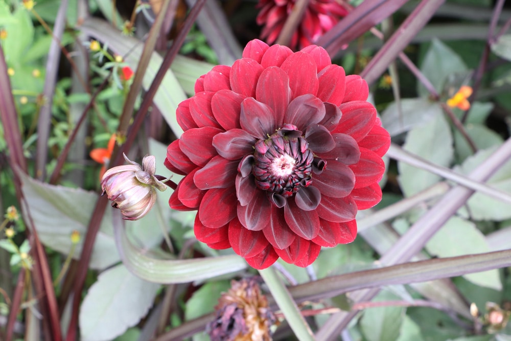 Dahlie - Dahlia hortensis