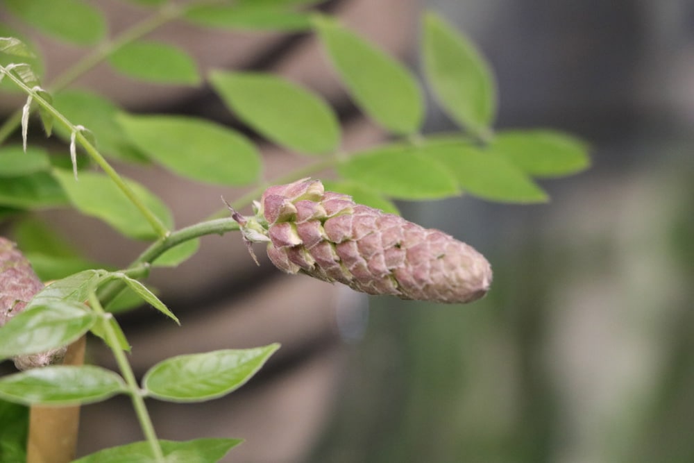 Geschlossene Blauregenblüte