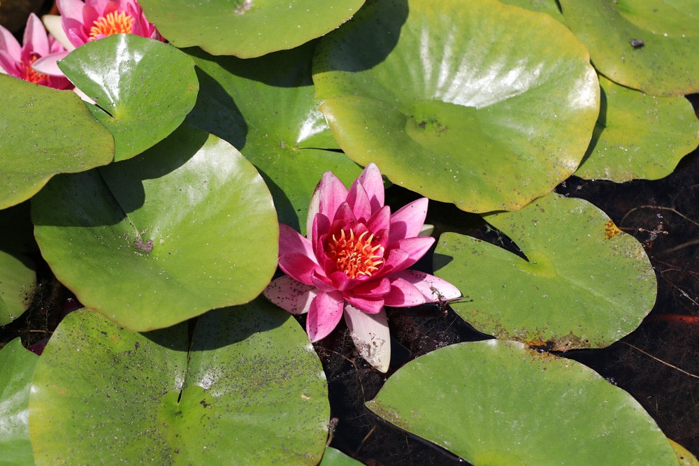 Seerose - Nymphaea