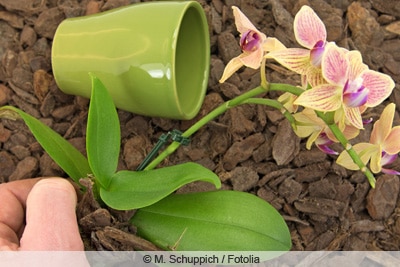 Orchidee aus Topf genommen