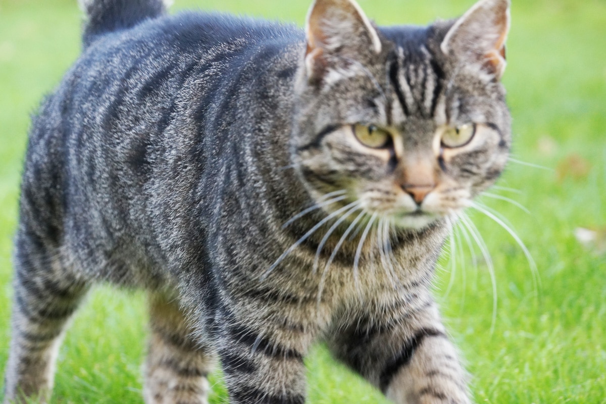 Rattenbekämpfung ohne Gift - Katze als Feind