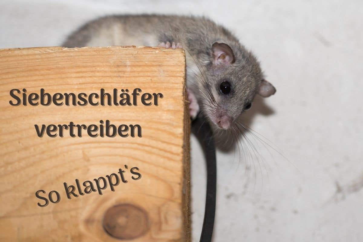 Siebenschläfer vertreiben