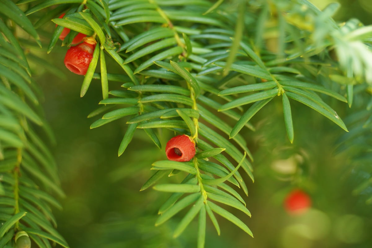 Eibe - Taxus baccata