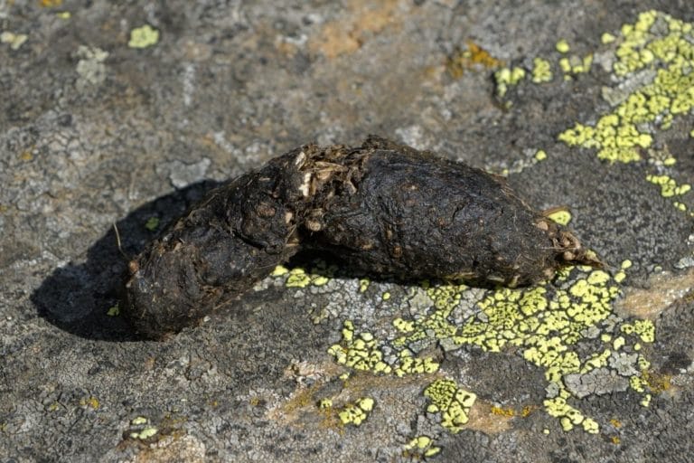 Kot im Garten und auf Terrasse welches Tier war es? Gartenrat.de
