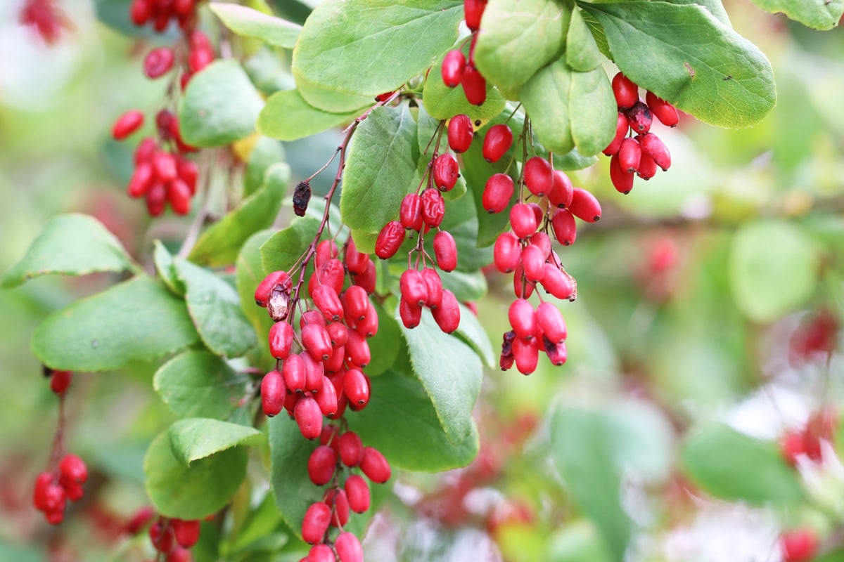 Rote Beeren - Berberitze